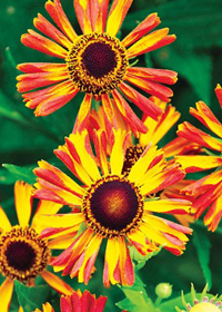 Helenium 'Carnival'